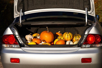 Lots of pumpkins in car trunk, autumn harvest