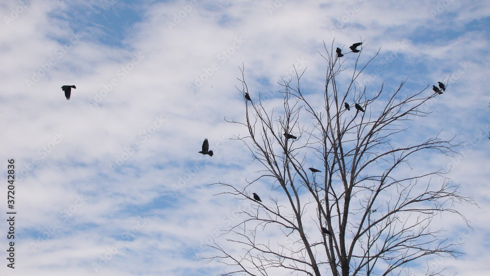 Ravens fly and sit over leafless trees . Flock of crows in the Natural on blue sky and white clouds backgrounds. Birds is standing on the tree . crow group animals group Birds gathering Bird migration Ravens fly and sit over leafless trees . Flock of crows in the Natural on blue sky and white clouds backgrounds. Birds is standing on the tree . crow group animals group Birds gathering Bird migration