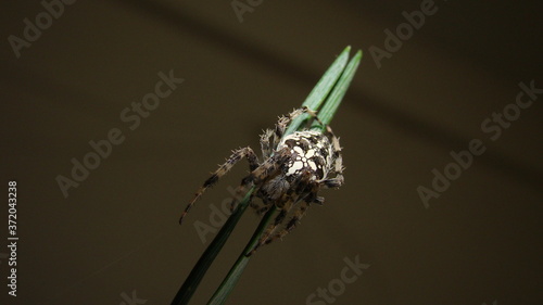 Spider 
camouflage spider
camouflage insects
camouflage animals
Close up macro shot of a European garden spider (cross spider, Araneus diadematus) sitting on top of leaf of a pine tree on background photo