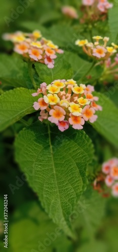 red and yellow flower