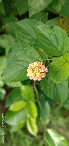 butterfly on a flower
