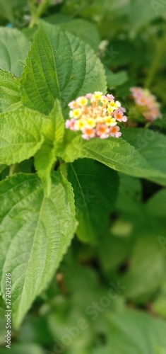 orange flower in the garden