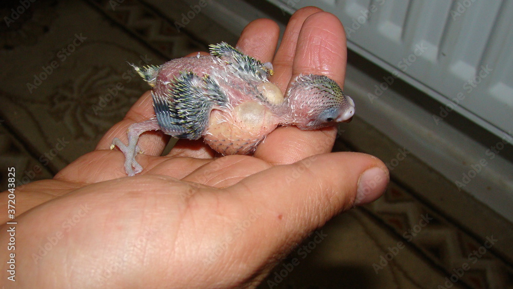 Baby budgie parrot with stomach full (crop) | Australian parrot
veterinarian examining baby bird
wildlife veterinarian
surgery veterinarian
veterinary medicine
veterinary exotic
animal, animals, birds
