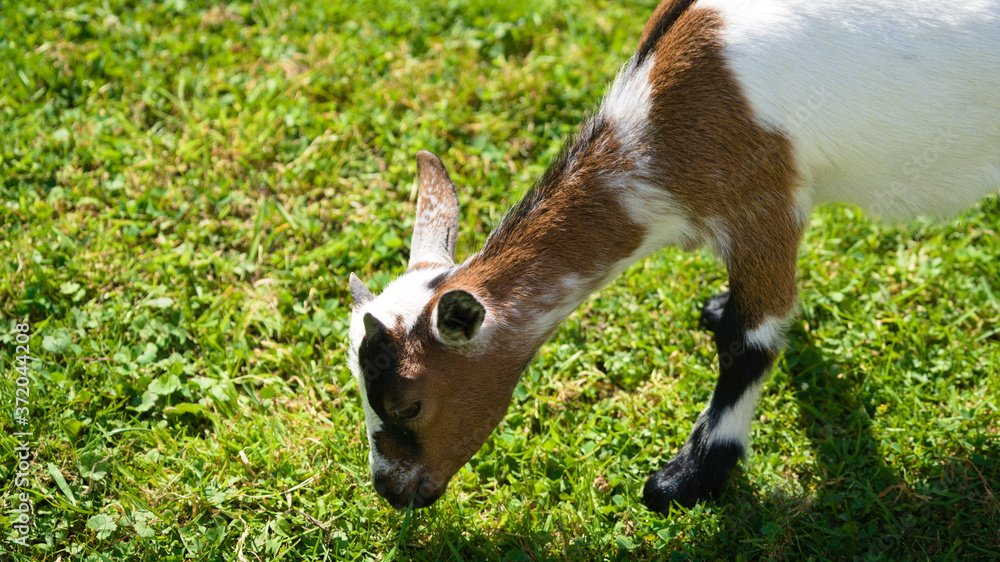 goat in the grass at a farm goat in the grass at a farm