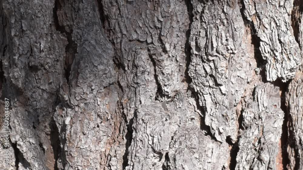 Close up at the pine tree trunk. Scroll down video. Small spider on the trunk. Close up at the pine tree trunk. Scroll down video. Small spider on the trunk.