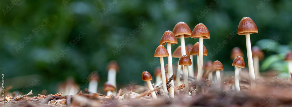 macro of mushrooms in the forest - obrazy, fototapety, plakaty 