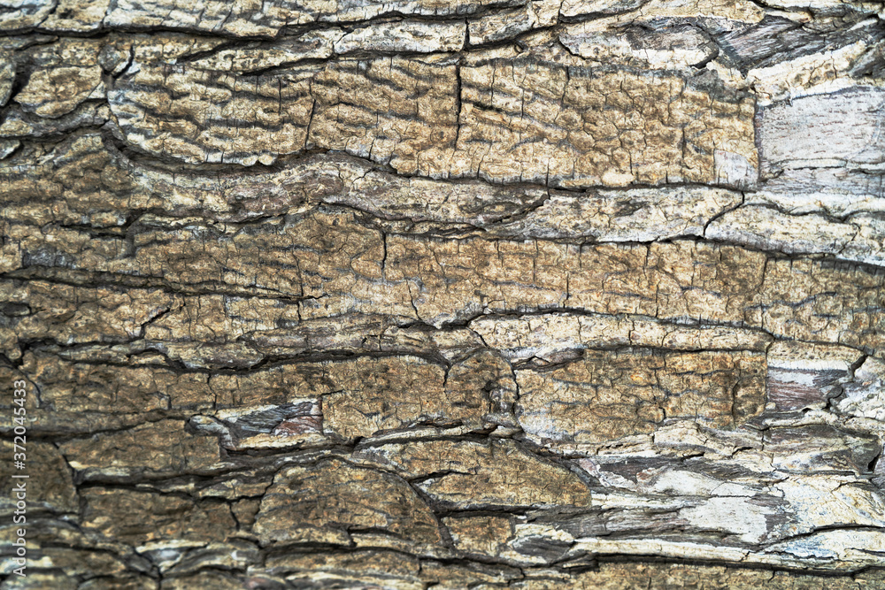 Background texture of tree bark. Skin the bark of a tree that traces cracking Background texture of tree bark. Skin the bark of a tree that traces cracking