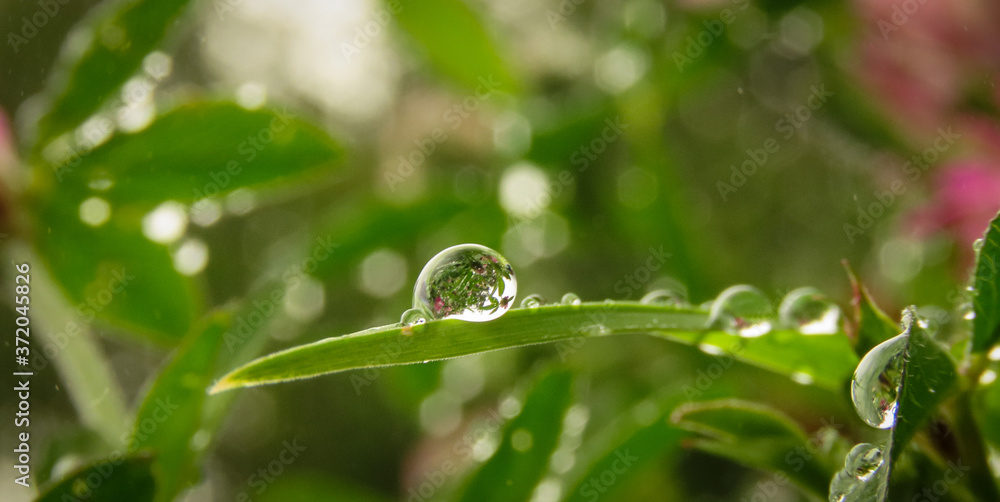Water droplet on a leaf after a rain shower Water droplet on a leaf after a rain shower