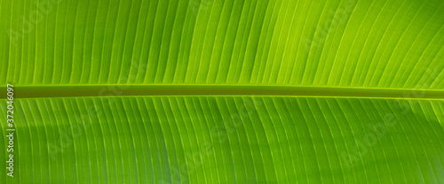 texture of green palm leaf surface