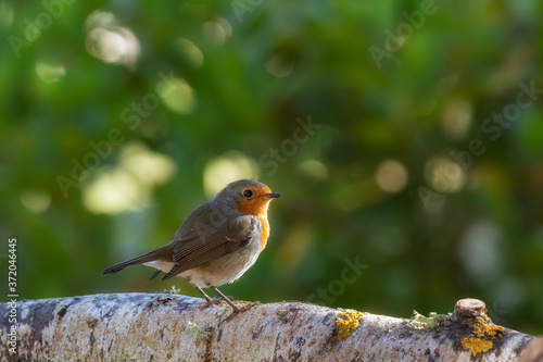 A robin, redbreast, in a forest in Espejo, Alava