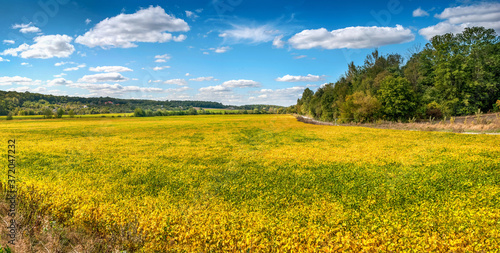 field of ripe soybeans  yellow leaves at summer