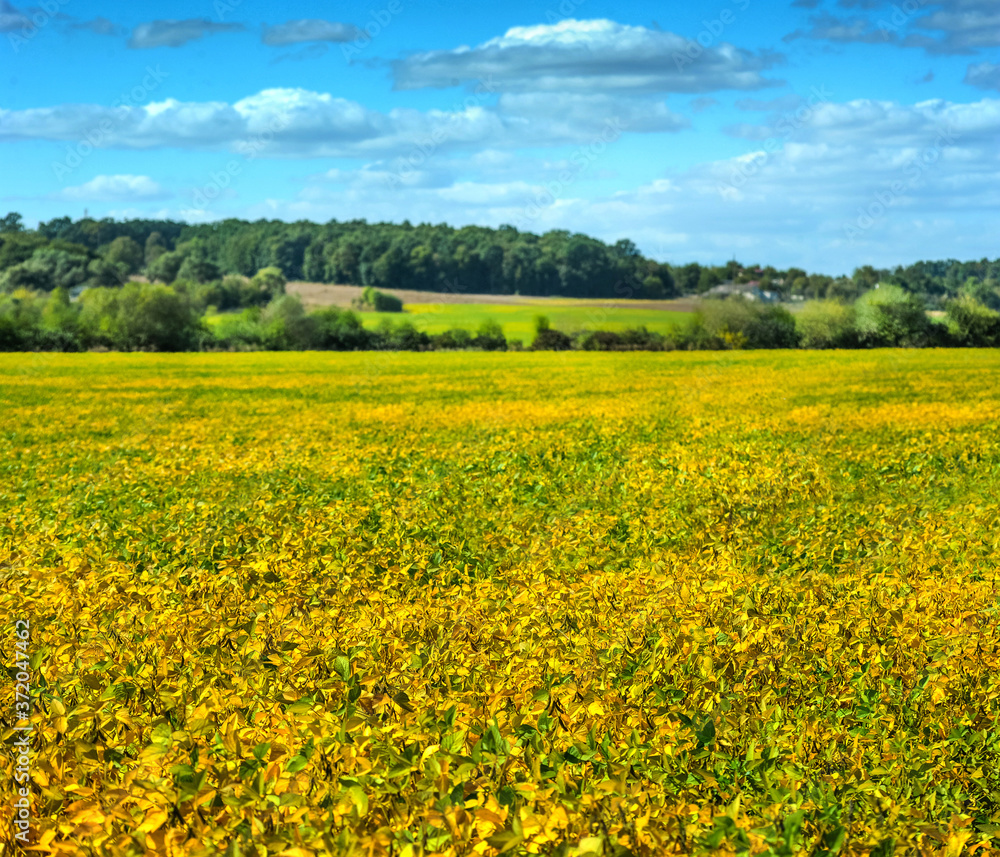 field of ripe soybeans, yellow leaves at summer
