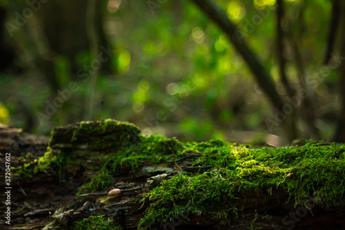 Moss growing in the forest. Wild nature.