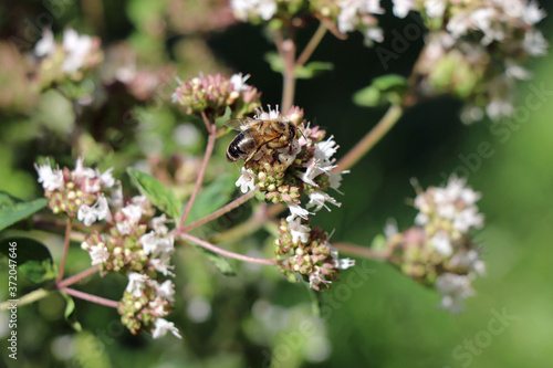 Bee collects pollen from oregano flowers, Bee protection © Denise