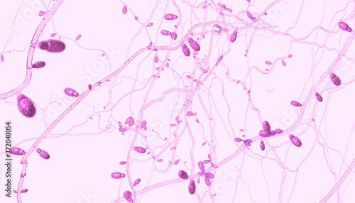 Close-up of growing dermatophytes fungus causing skin diseases - 3d illustration photo