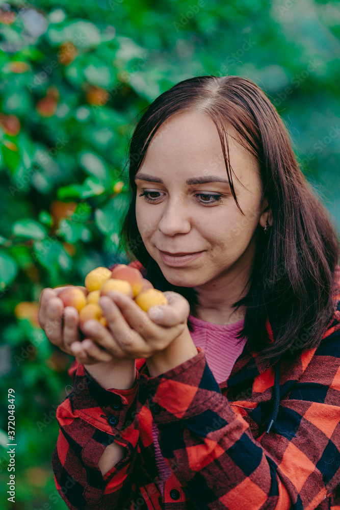 Close up of woman's hands hold ripe apricots on background of apricot tree. Concept of garden harvest. Close up of woman's hands hold ripe apricots on background of apricot tree. Concept of garden harvest.