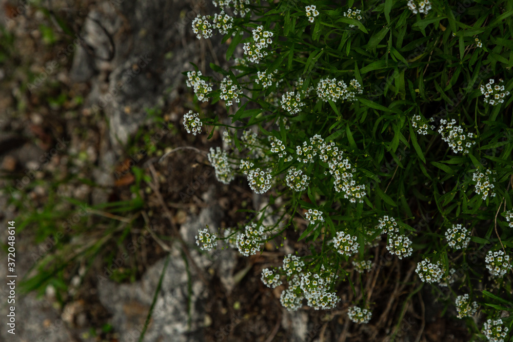 Obraz premium Green leaves and flowers coming from rocks, symbol of new life, fresh start for everyone.