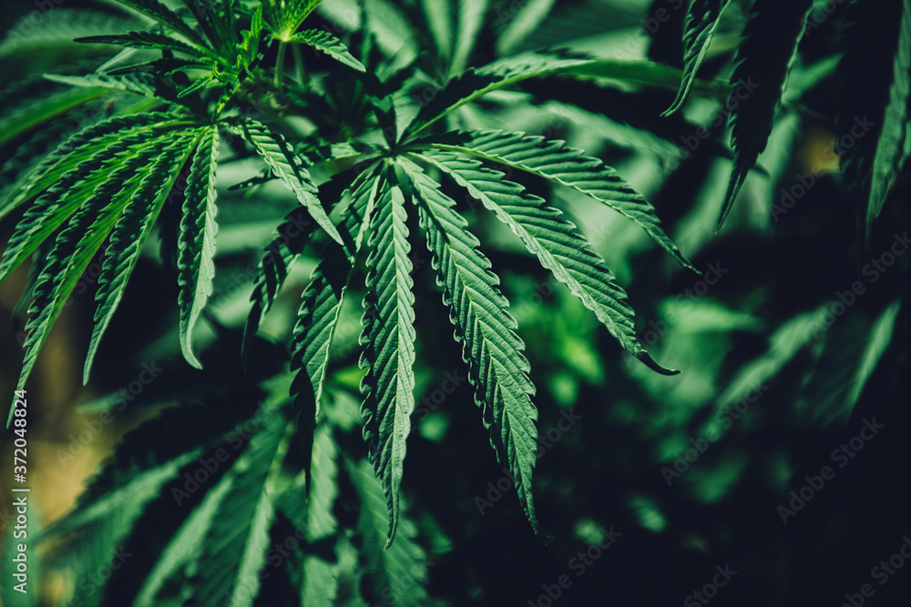 Obraz premium Marijuana – Alternative medical use