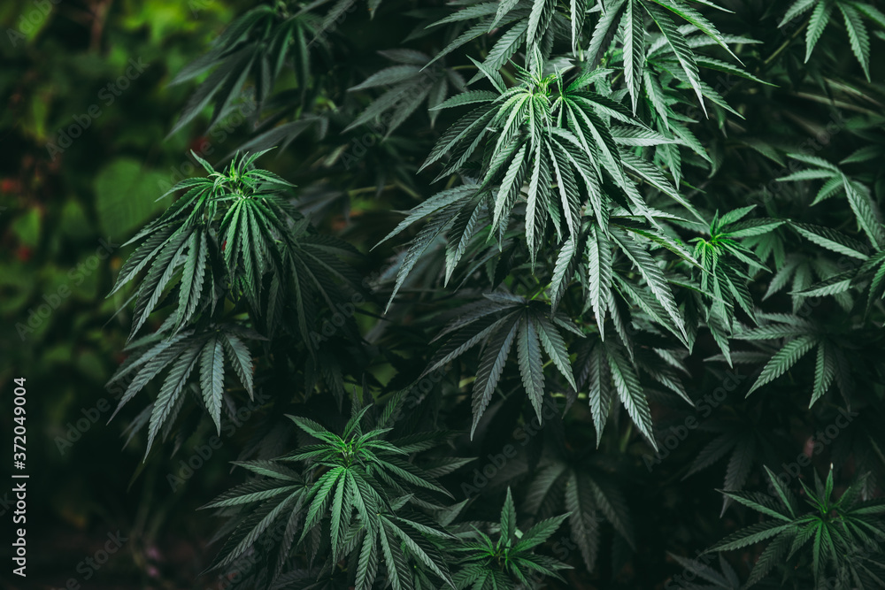 cannabis cultivation culture cannabis cultivation culture