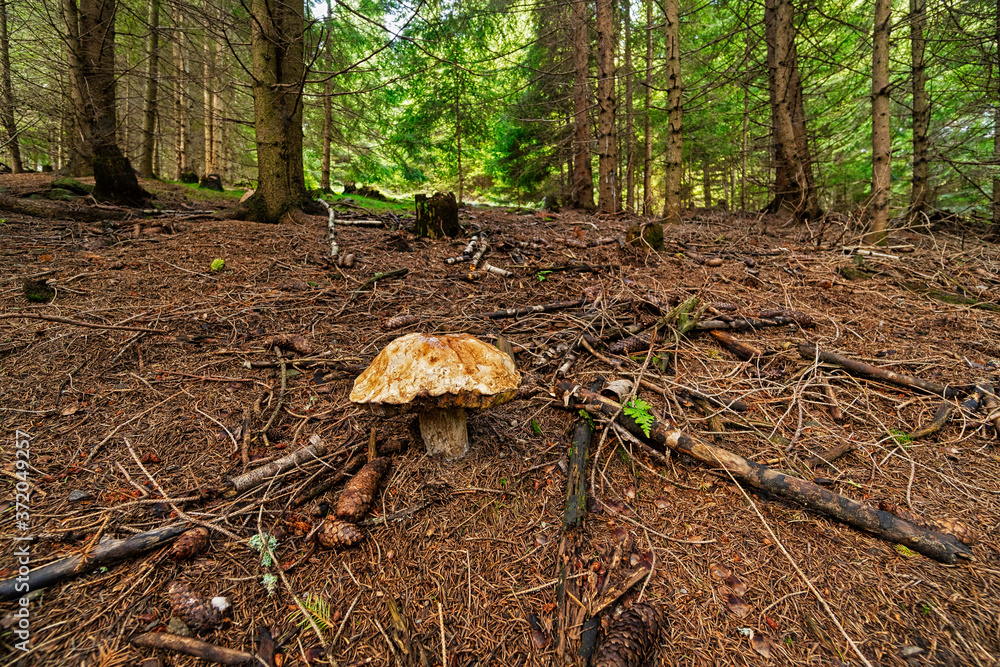 Fototapeta premium Steinpilz im Wald