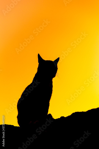 Silhouette of a sitting black cat on a bright yellow-orange background Thoughts about life. © Natalia