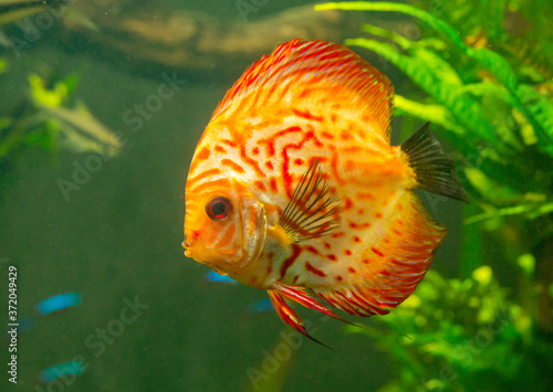 Red Discus, a Tropical fish found around the Hawiian islands