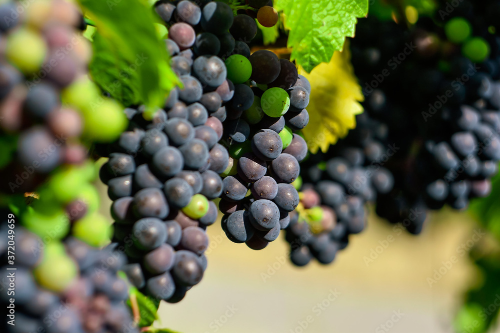 bunch of grapes, vineyard with red grape