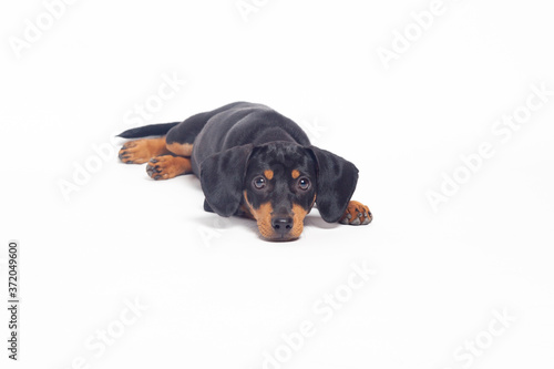 puppy teckel dachshound dog, black and tan, isolated on white background © gamusinos