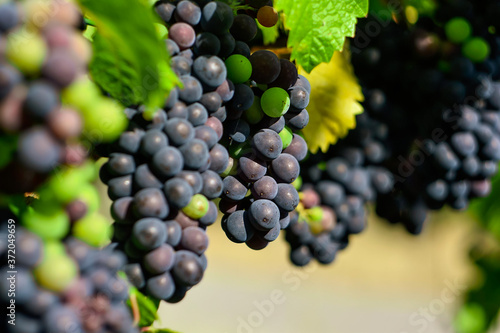 bunch of grapes, vineyard with red grape