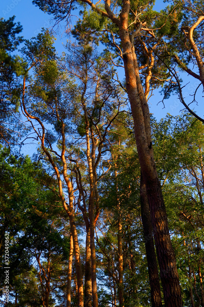 Obraz premium Kiefernwald