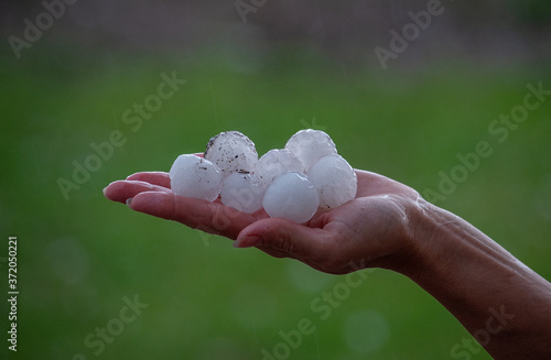 Very large hail on a palm close up photo