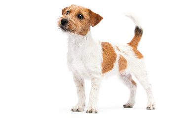 dog jack russell terrier stands on a white background