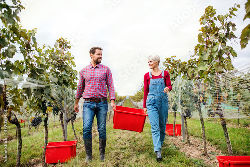 Man and woman collecting grapes in vineyard in autumn, harvest concept.