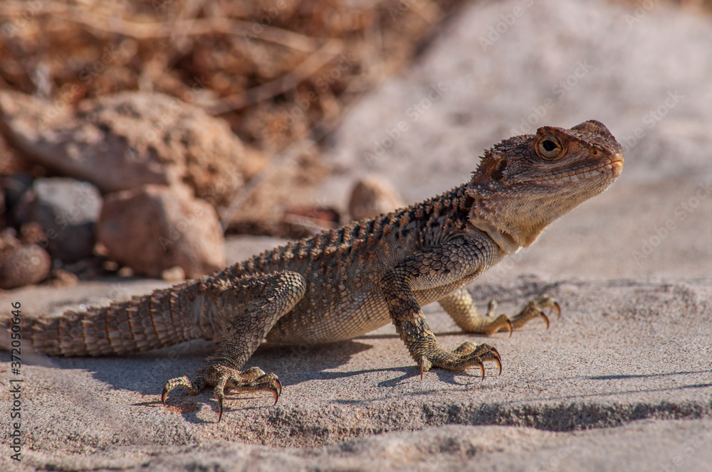 Naklejka premium Large brown agama lizard on a stone