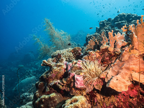 Seascape in turquoise water of coral reef in Caribbean Sea / Curacao with Sea Anemone, fish, coral and sponge