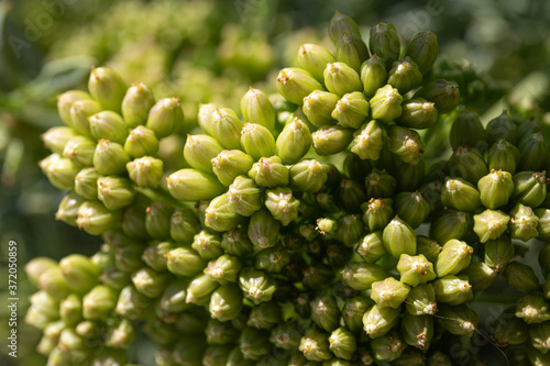 Sea fennel or Rock Samphire close up. Crithmum maritimum L. Apiaceae. Macro photography