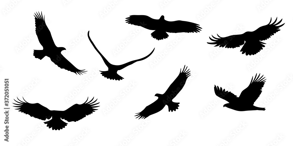 Obraz premium Set of flying eagles. Silhouette of a bird of prey. Vector illustration isolated from the background.
