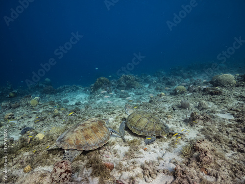 Green Sea Turtle rest in coral reef of Caribbean Sea / Curacao