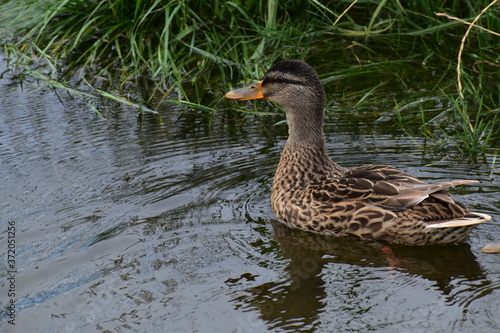 ducks