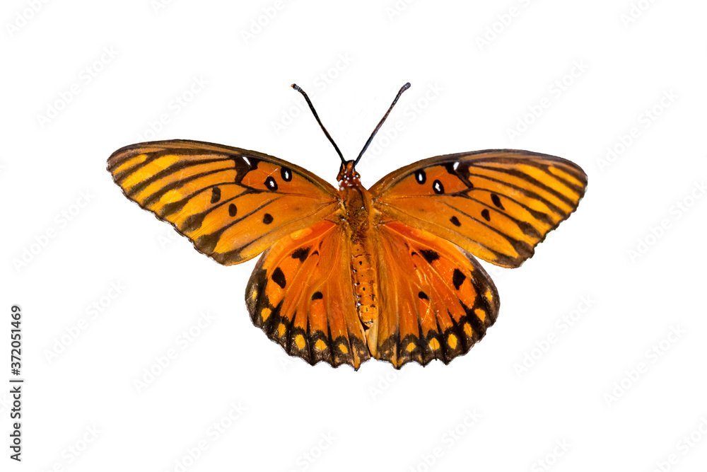 Fototapeta premium Gulf Fritillary (Agraulis vanillae) on White Background