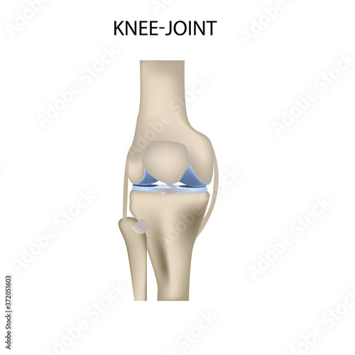 Knee joint realistic vector illustration medical illustration