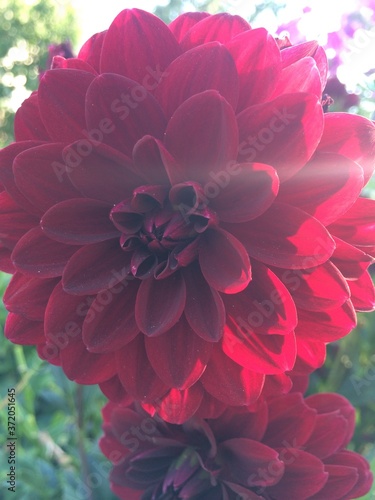 pink dahlia flower -                                