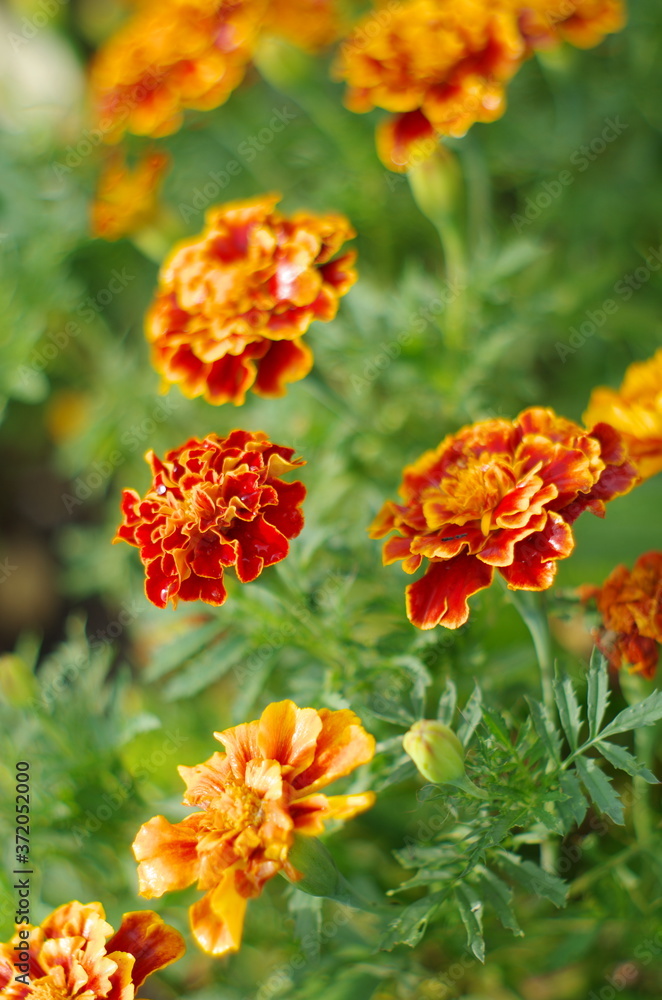 orange marigold flower orange marigold flower