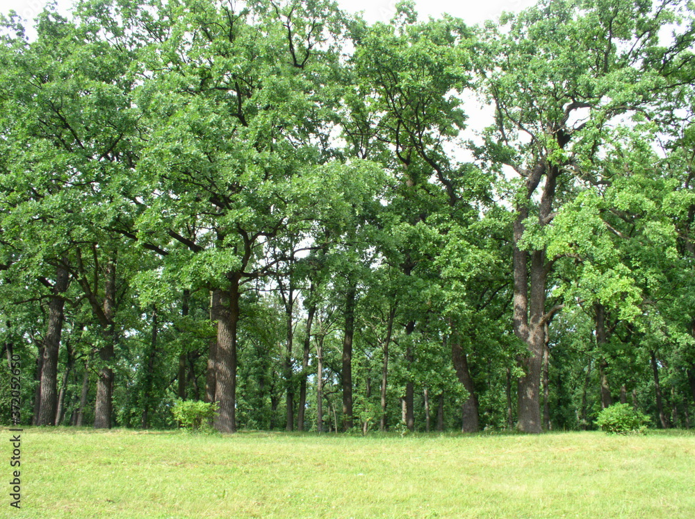 tree in the park