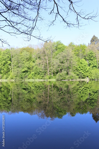  Green trees are reflected in the water of a forest lake on a sunny summer day