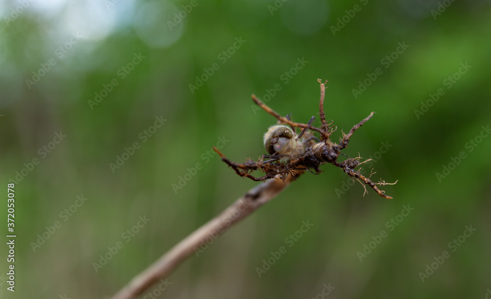 larva of a dragonfly on a branch on a green background larva of a dragonfly on a branch on a green background