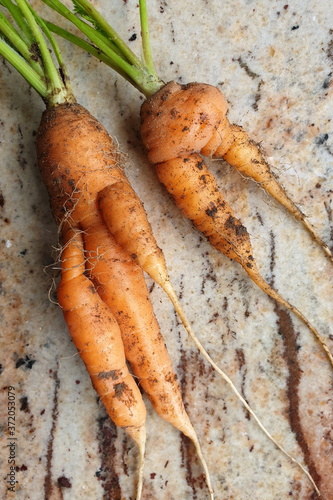 Krumm gewachsene Karotten im Hausgarten