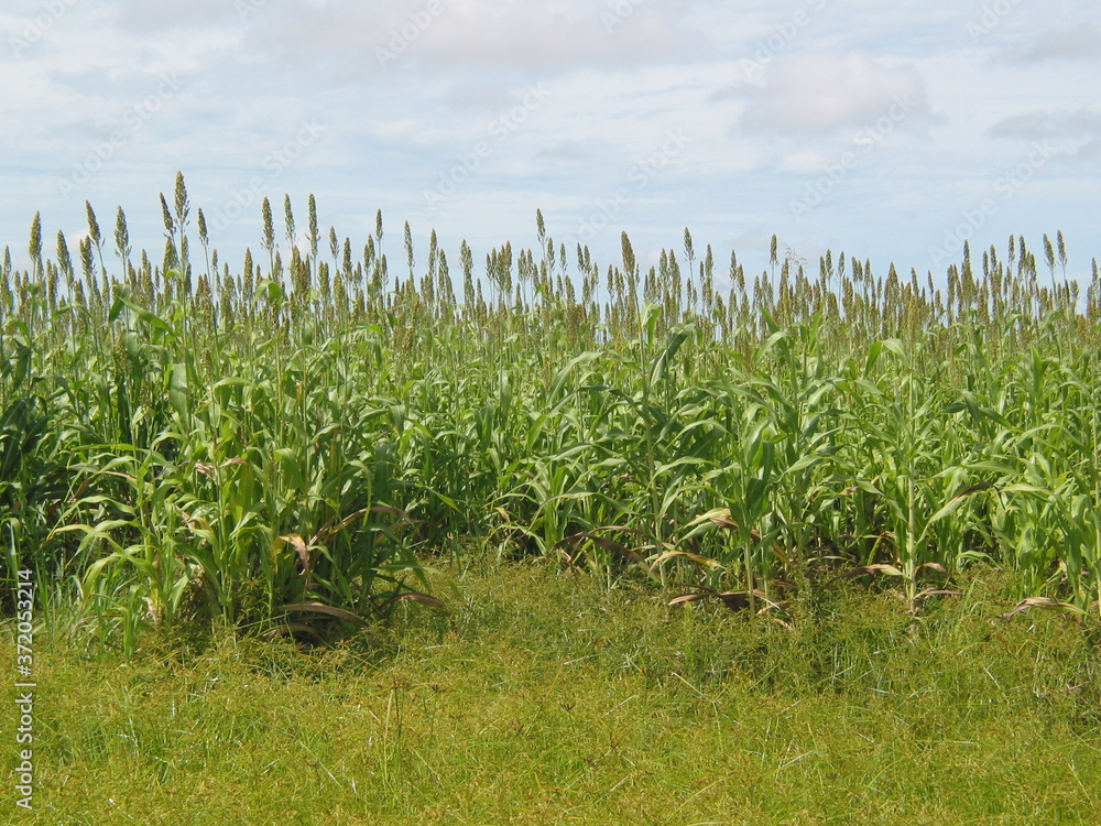 Fototapeta premium SORGO