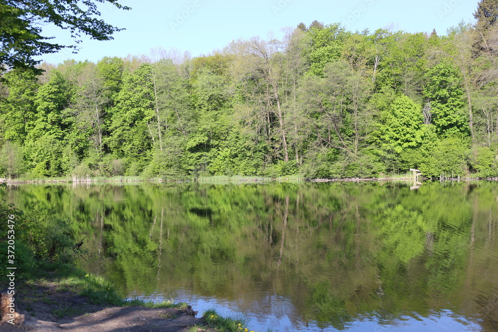 Green trees are reflected in the water of a forest lake on a sunny summer day
Green trees are reflected in the water of a forest lake on a sunny summer day