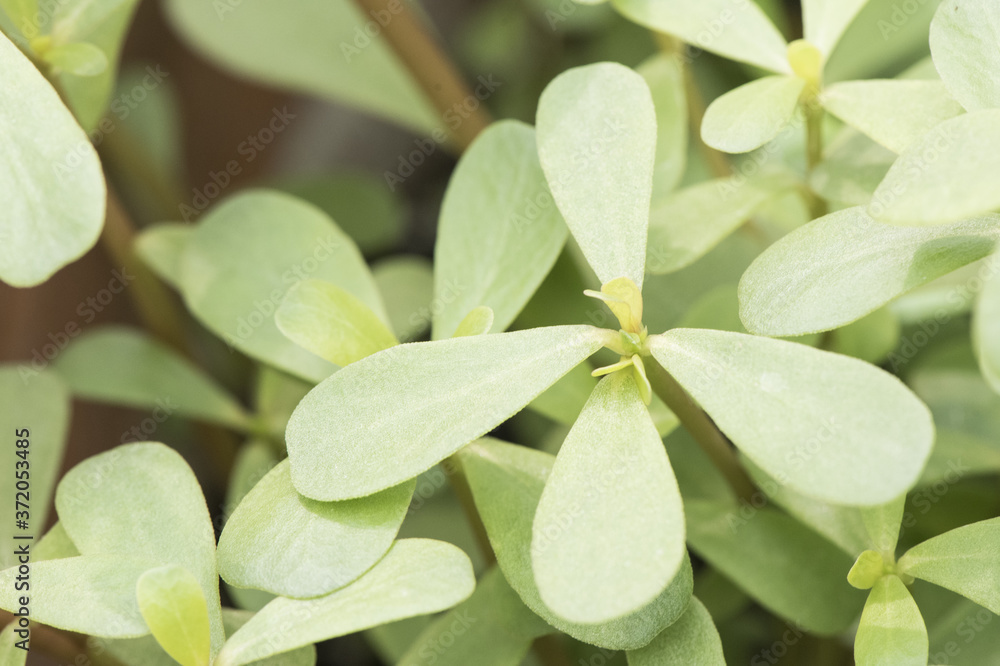 Obraz premium Portulaca oleracea purslane perseley little hogweed wild portulaca pigweed edible creeping plant with green leaves and reddish stems